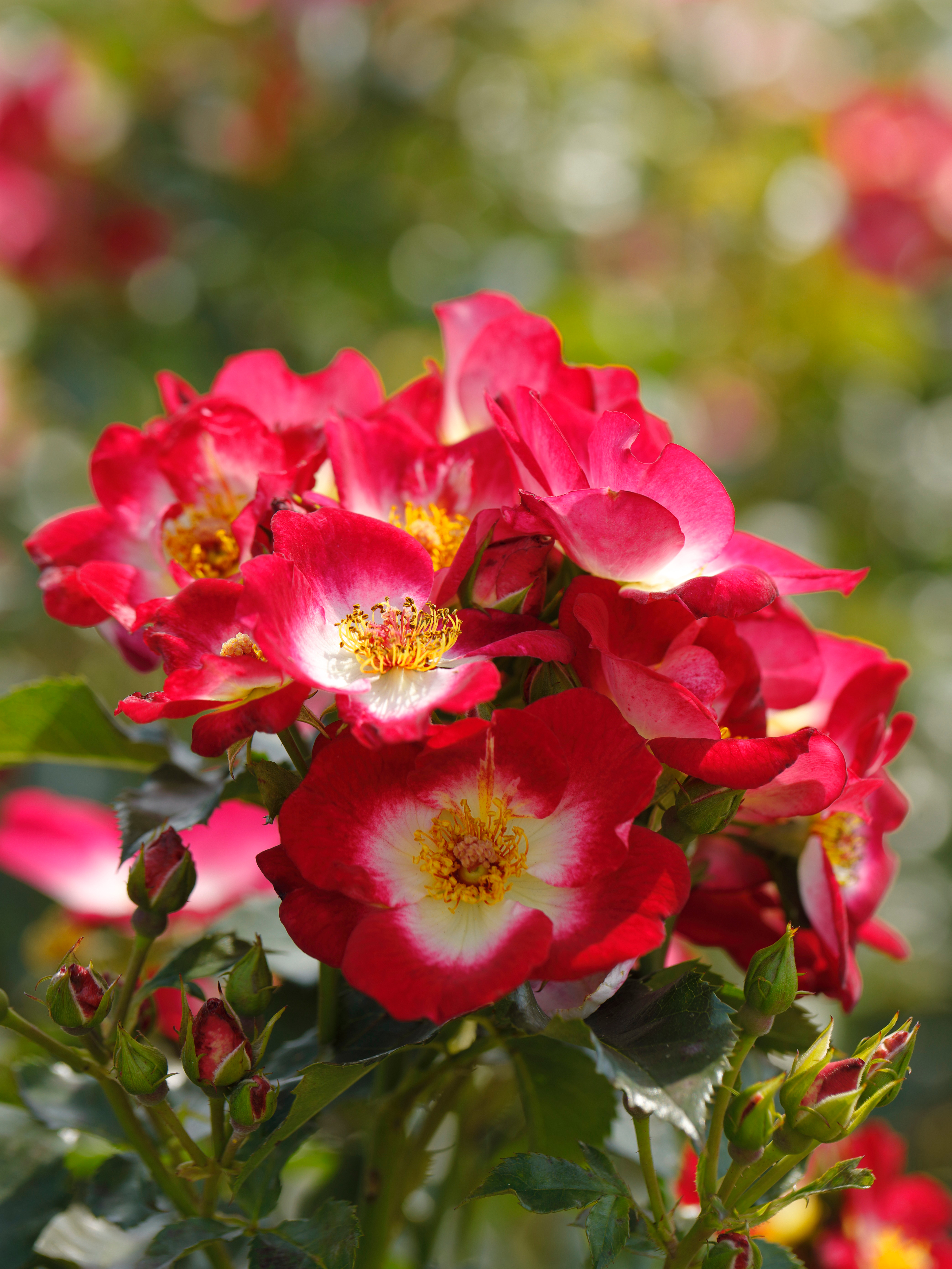 Rosa 'Loki®', Beetrose, A-Qualität, Container 6 l