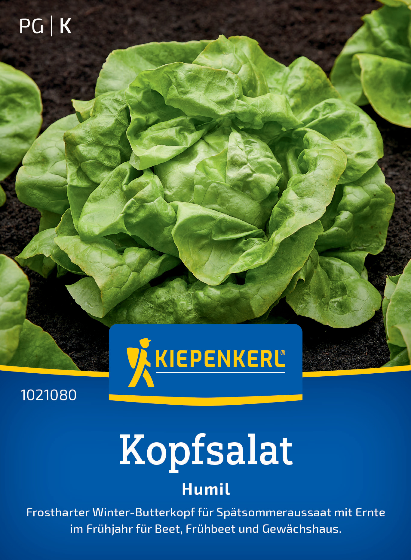 Kopfsalat Humil