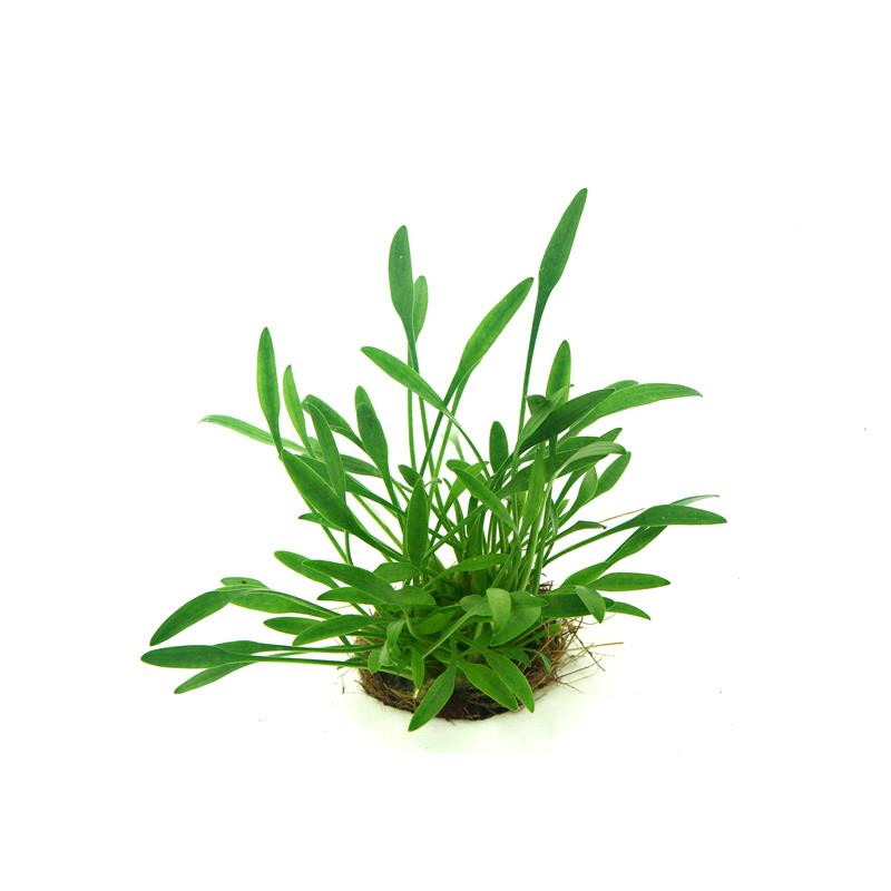 Cryptocoryne parva