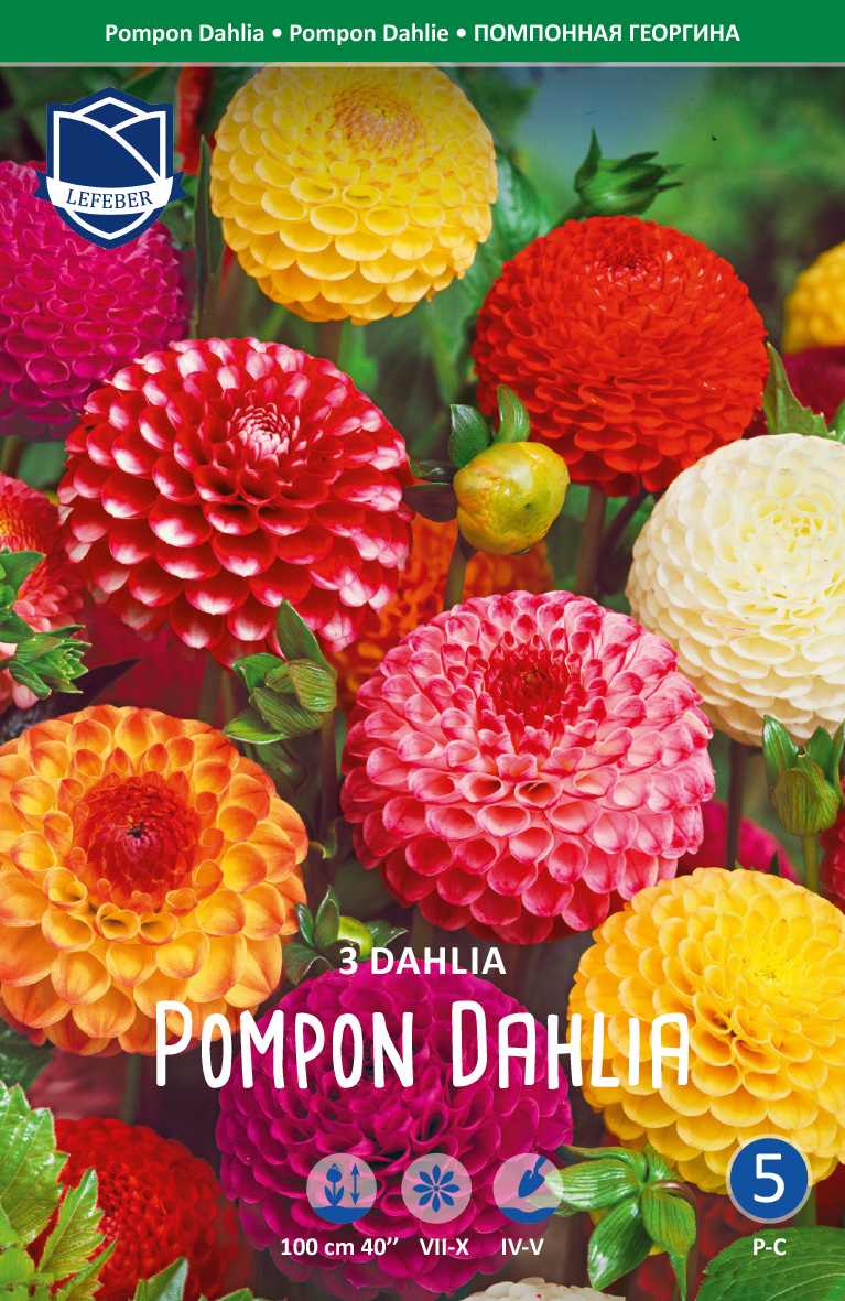 Dahlie Pompon Dahlia Mischung (Inhalt 3 Stück)