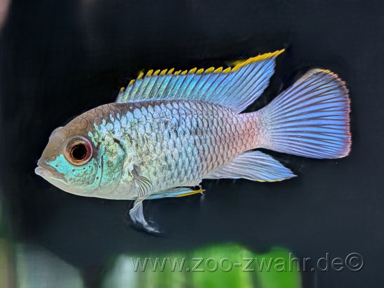Blaupunktbuntbarsch / Aequidens pulcher electric-blue