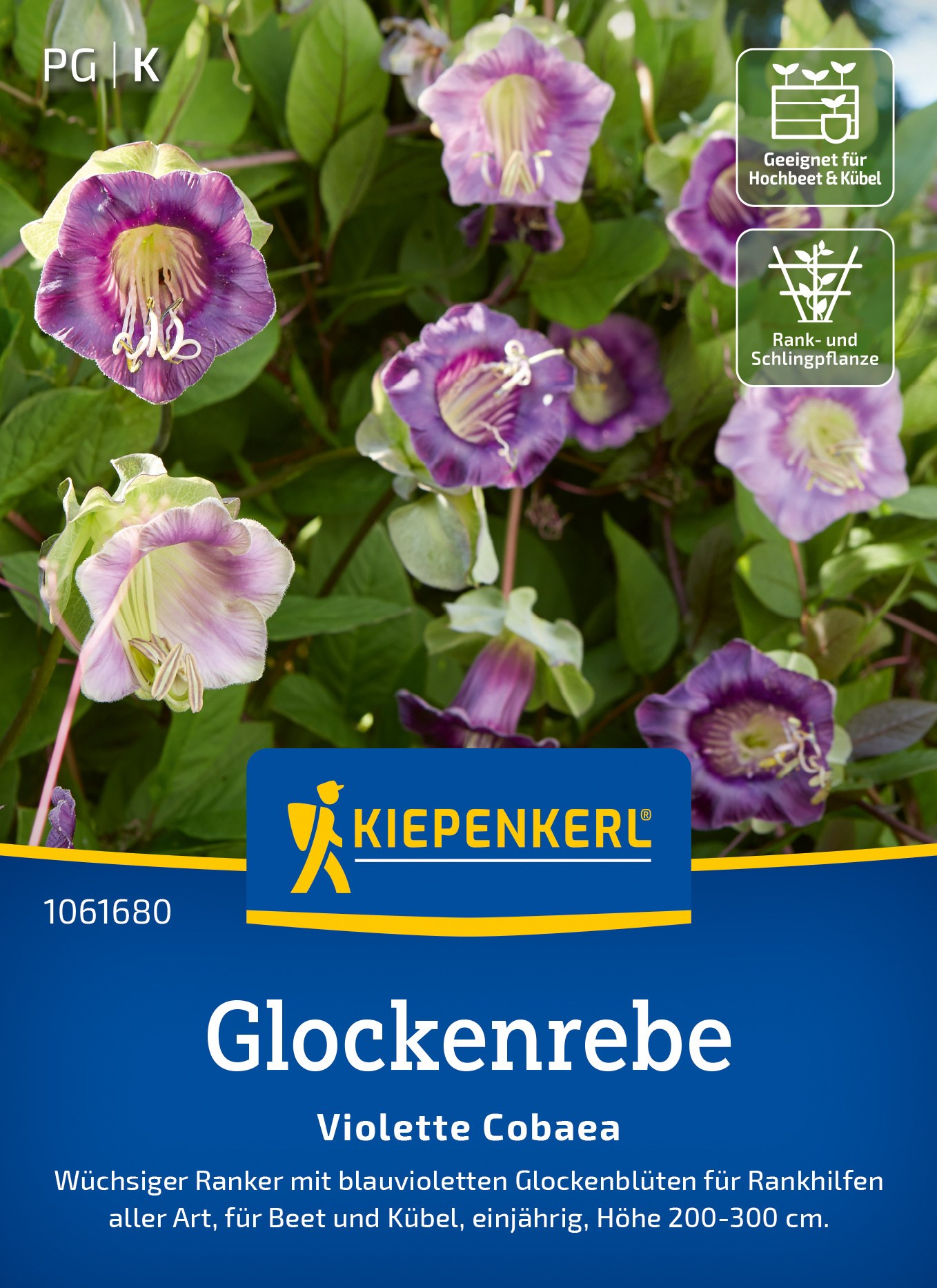 Glockenrebe Violette Cobaea