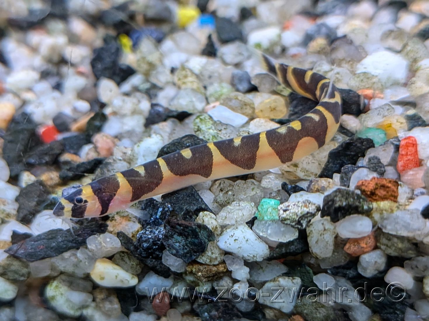 Dornauge XL / Pangio kuhlii sumatranus