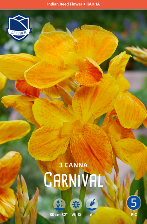 Canna "Carnival" (Inhalt 3 Stück)
