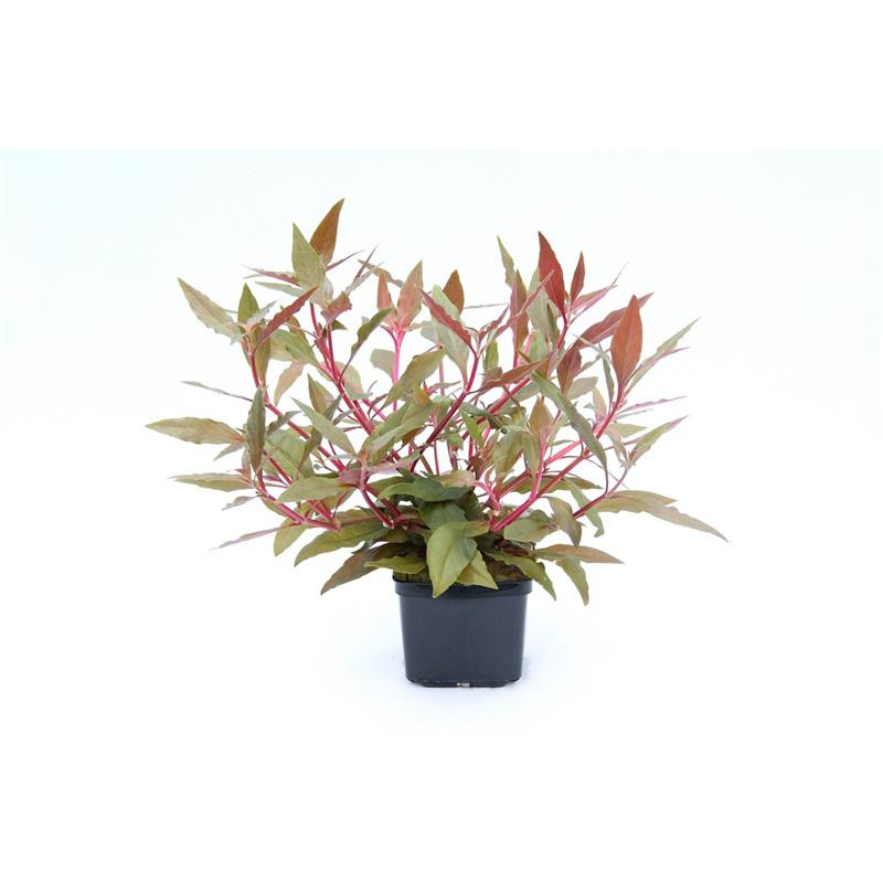 Alternanthera reineckii  'Rot'  XXL