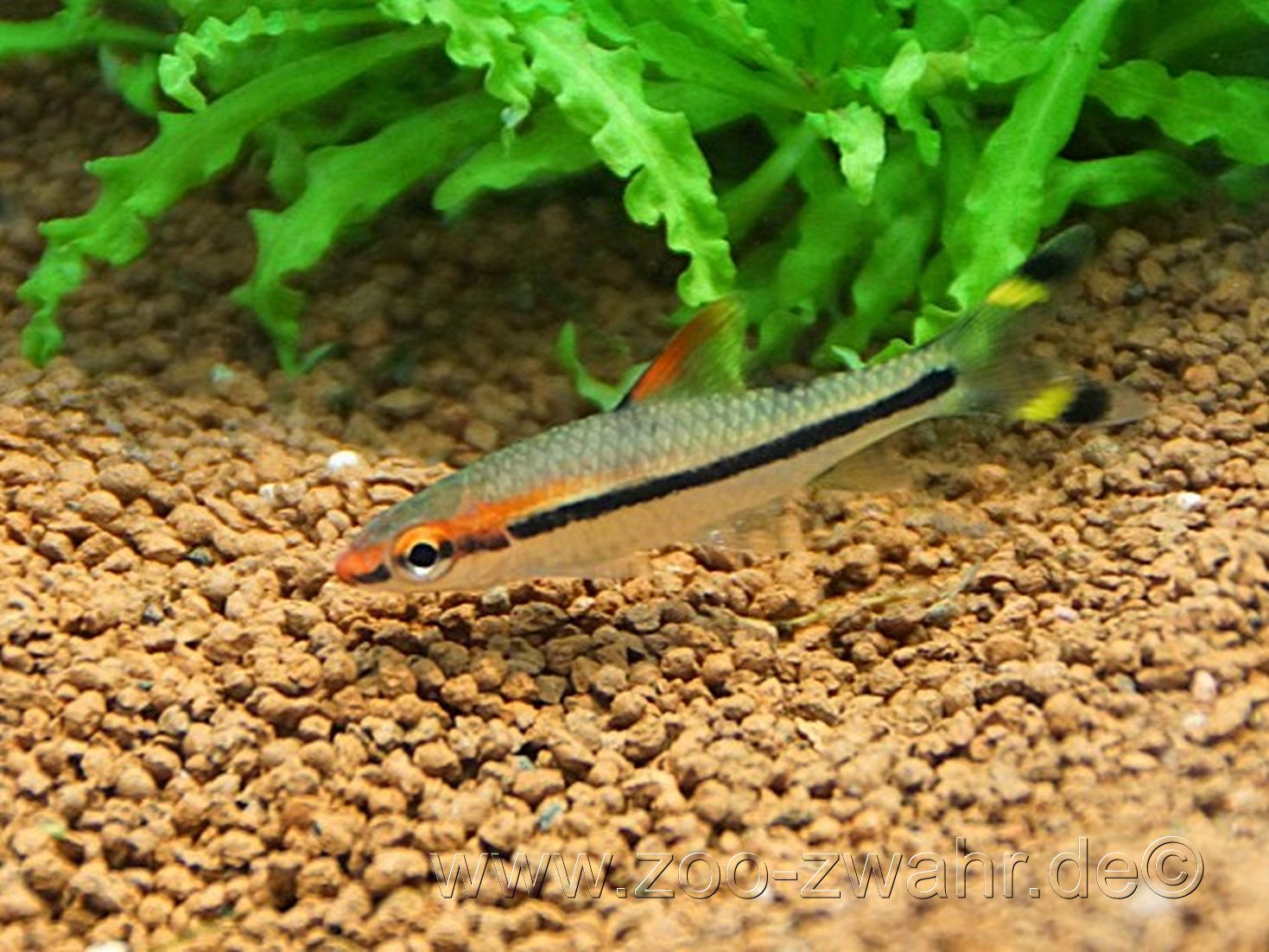 Feuerstreifen-Torpedobarbe / Puntius cf. denisoni