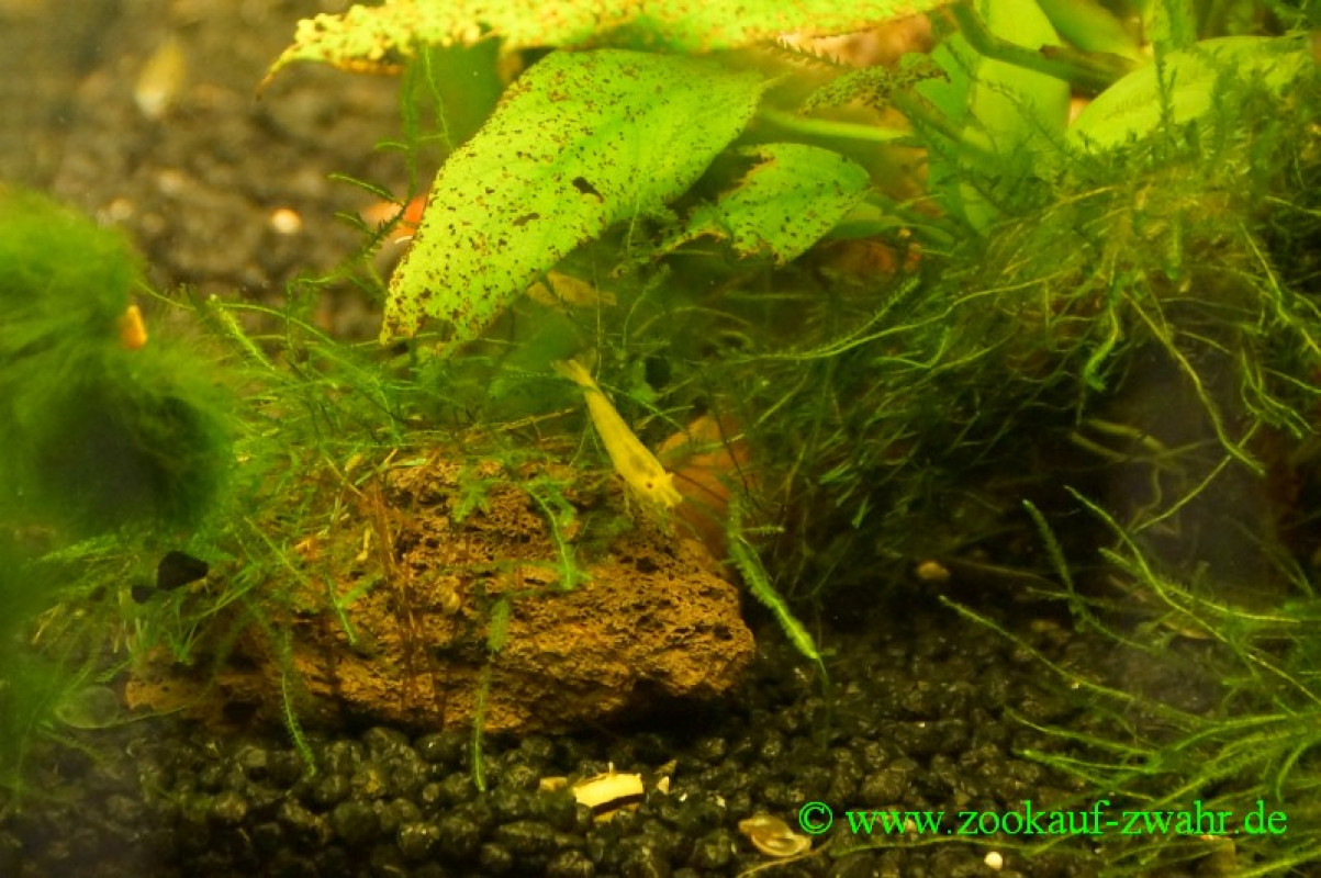 Gelbe Feuer-Zwerggarnele,neon / Neocaridina sp. "Yellow fire" Nanobecken