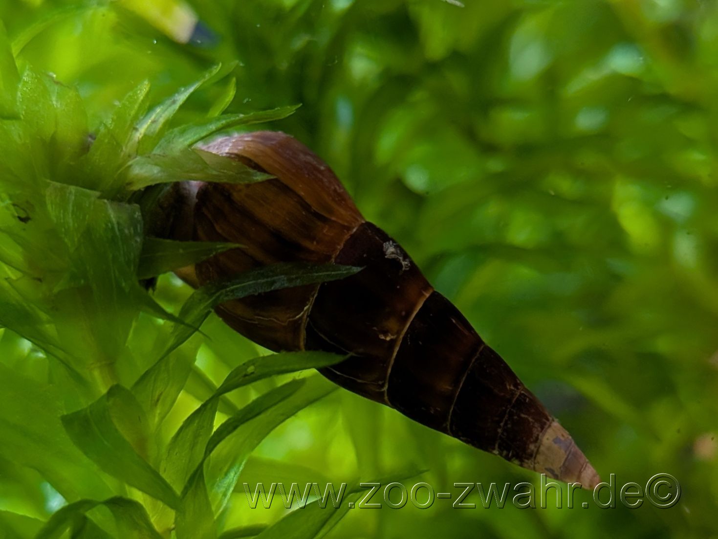 Perlhuhn-Turmdeckelschnecke / Tylomelania sp.