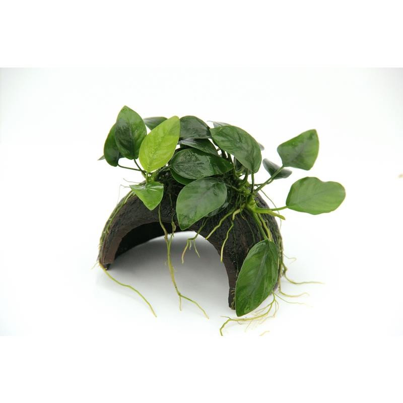 Anubias bart. var. nana auf Coco Cave