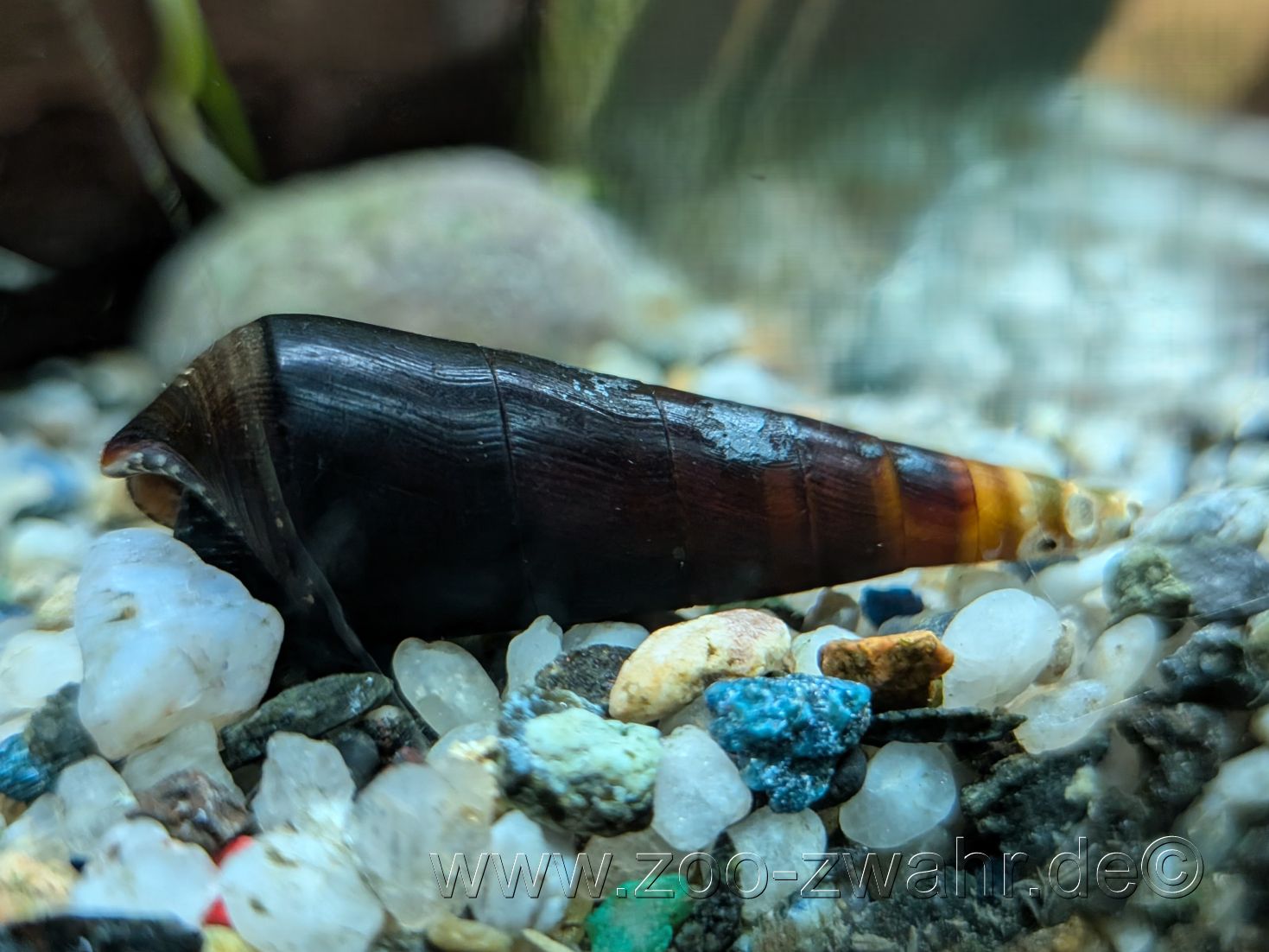 Cappucino-Turmdeckelschnecke / Faunus sp. bicolor