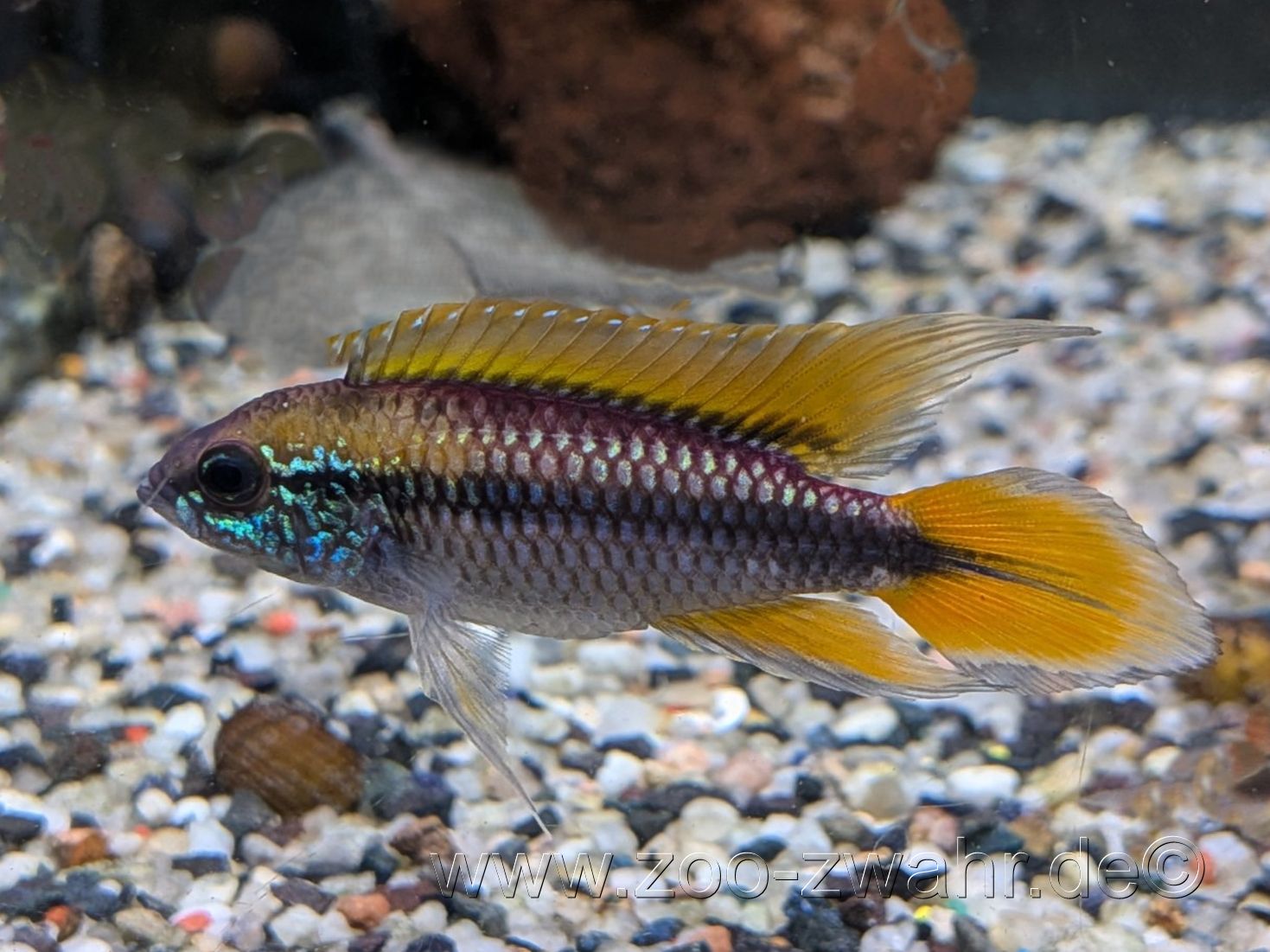 Agassiz Zwergbuntbarsch / Apistogramma agassiizii
