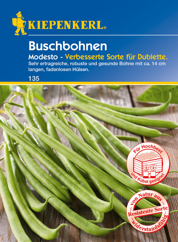 Buschbohne Modesto / Phaseolus vulgaris