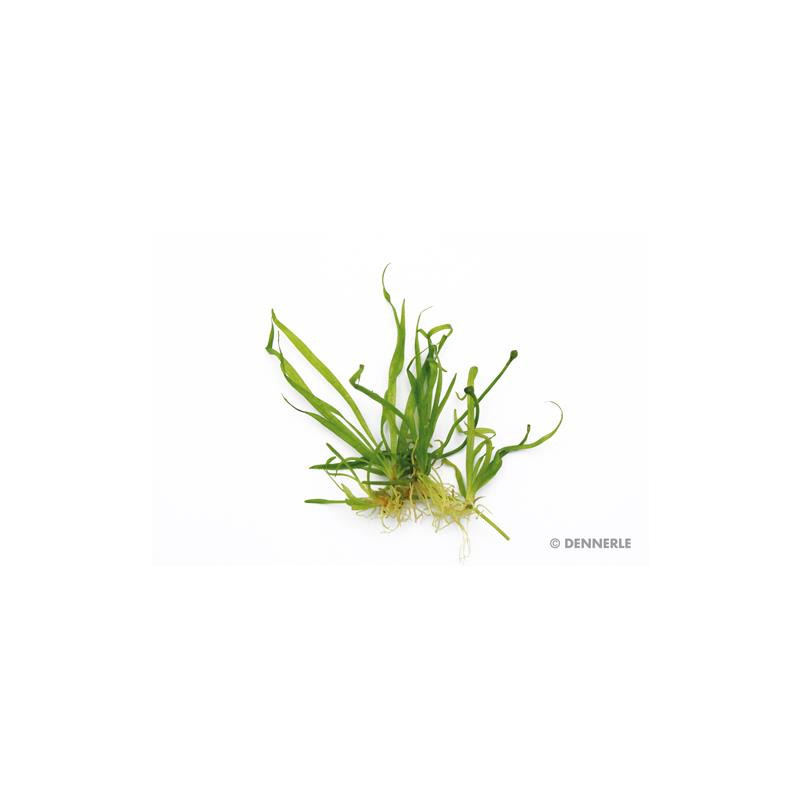 Helanthium tenellum ´Broad leaf ´In-Vitro