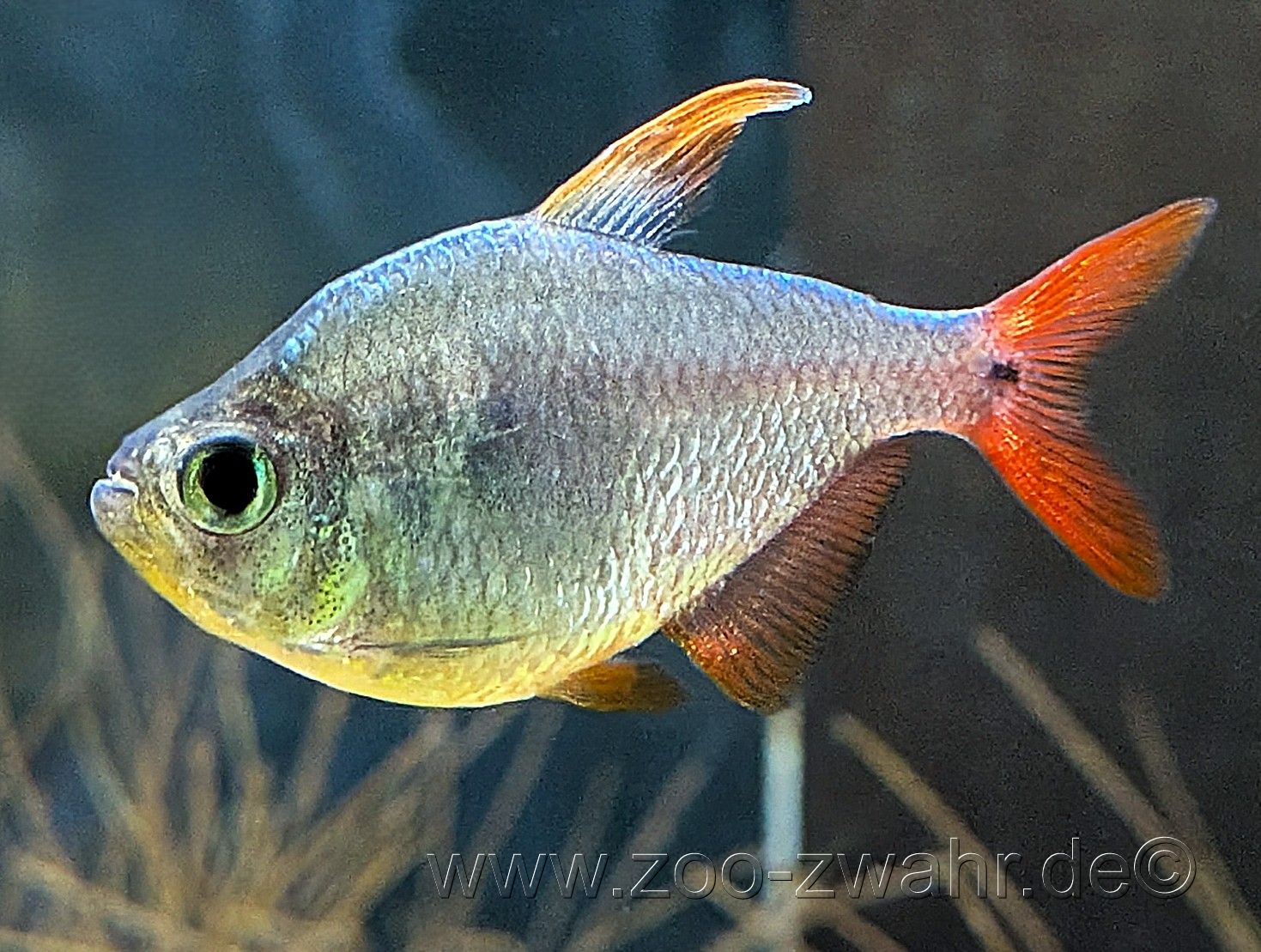 Blau-Roter Columbianer / Hyphessobrycon ecuadoriensis