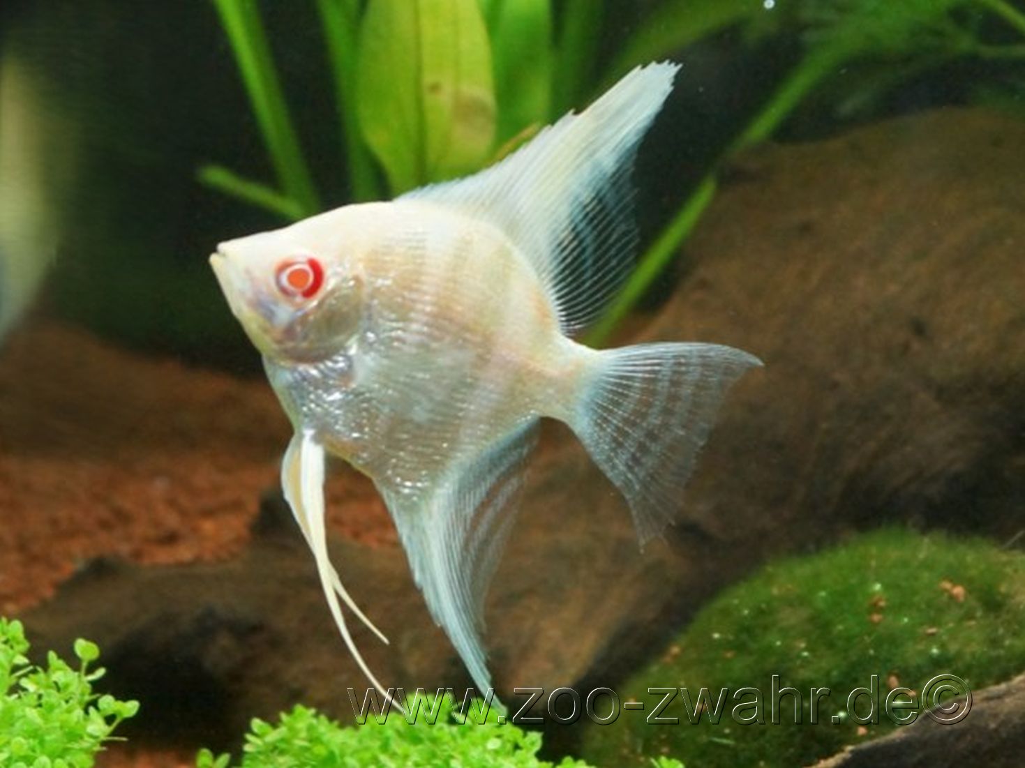 Brillantskalar gold / Rotauge