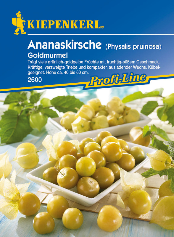 Ananaskirsche Goldmurmel / Physalis pruinosa