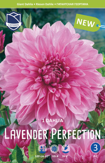 Dahlie Lavender Perfection (Inhalt 1 Stück)