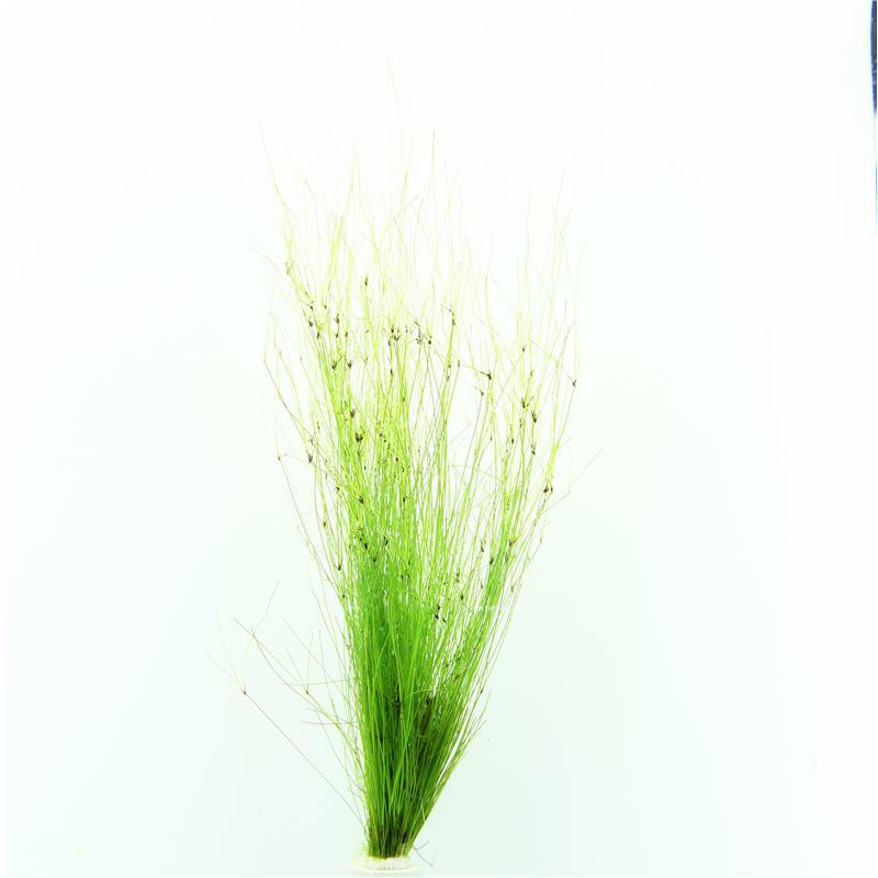 Eleocharis vivipara