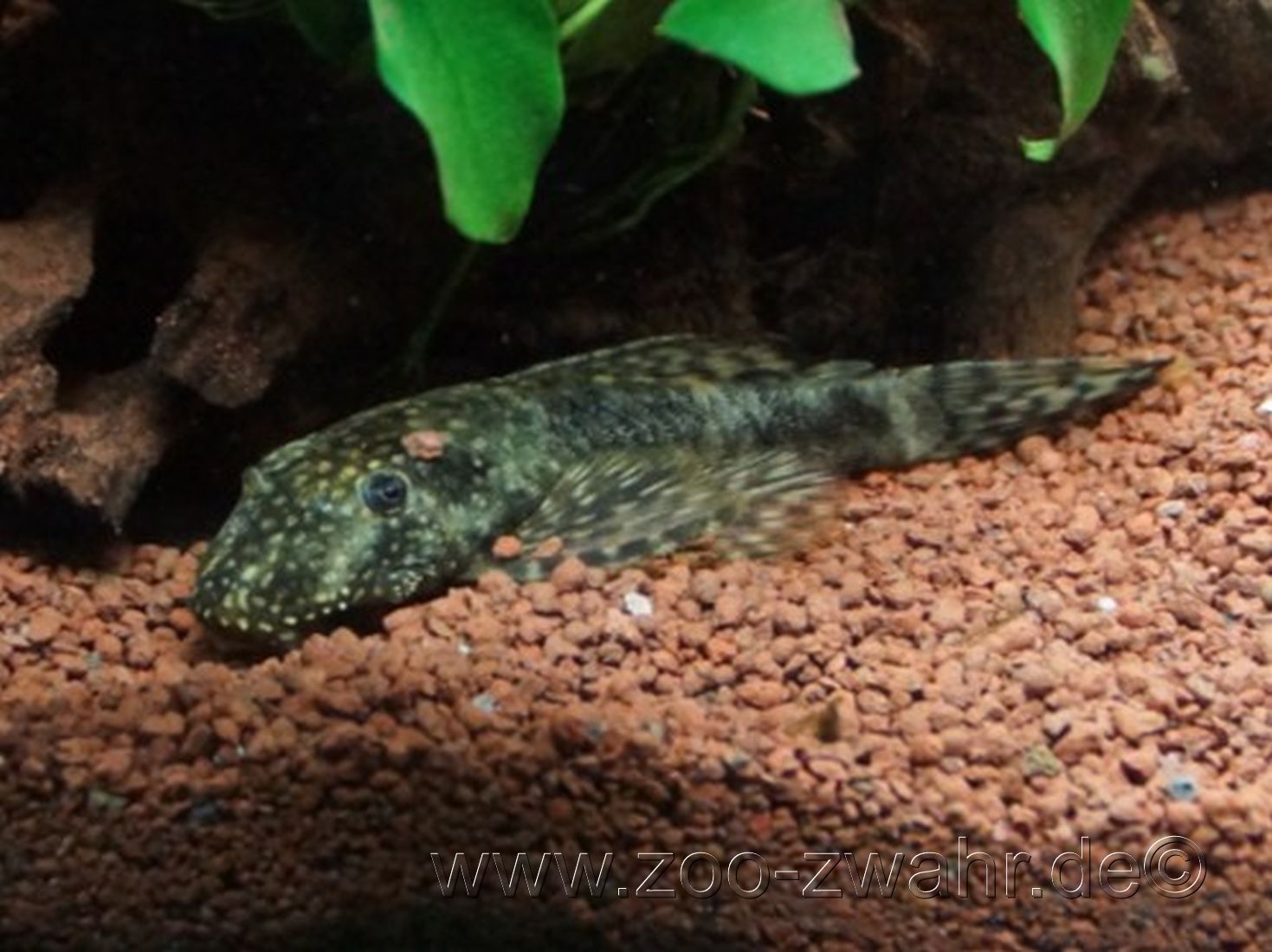 Brauner Antennenwels / Ancistrus sp.