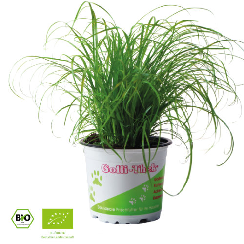 Golli-Thek® Katzengras