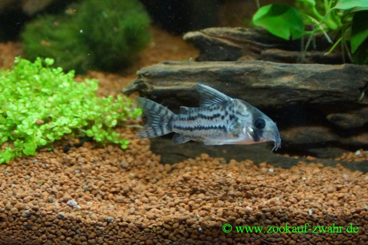 Bänderpanzerwels / Corydoras schwarzi