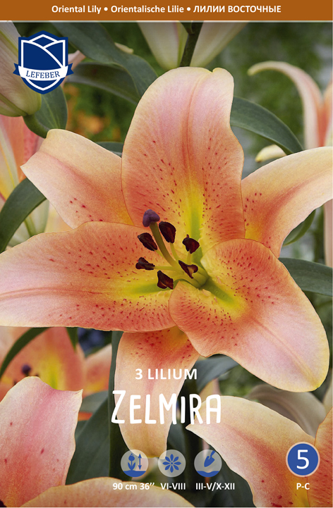 ORIENTALISCHE LILIE Zelmira (Inhalt 3 Stück)