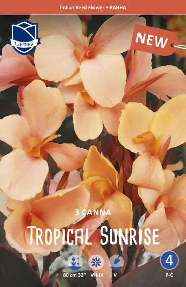 Canna "Tropical Sunrise" (Inhalt 3 Stück)