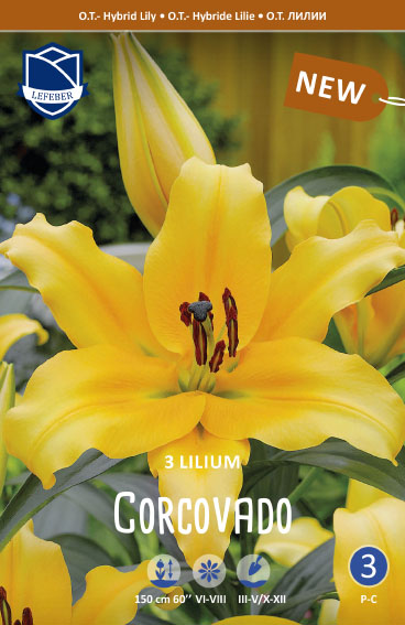 Orientalische Lilie Corcovado (Inhalt 3 Stück)