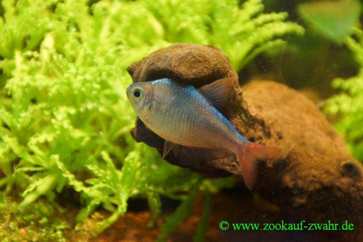 Blau-Roter Columbianer / Hyphessobrycon ecuadoriensis