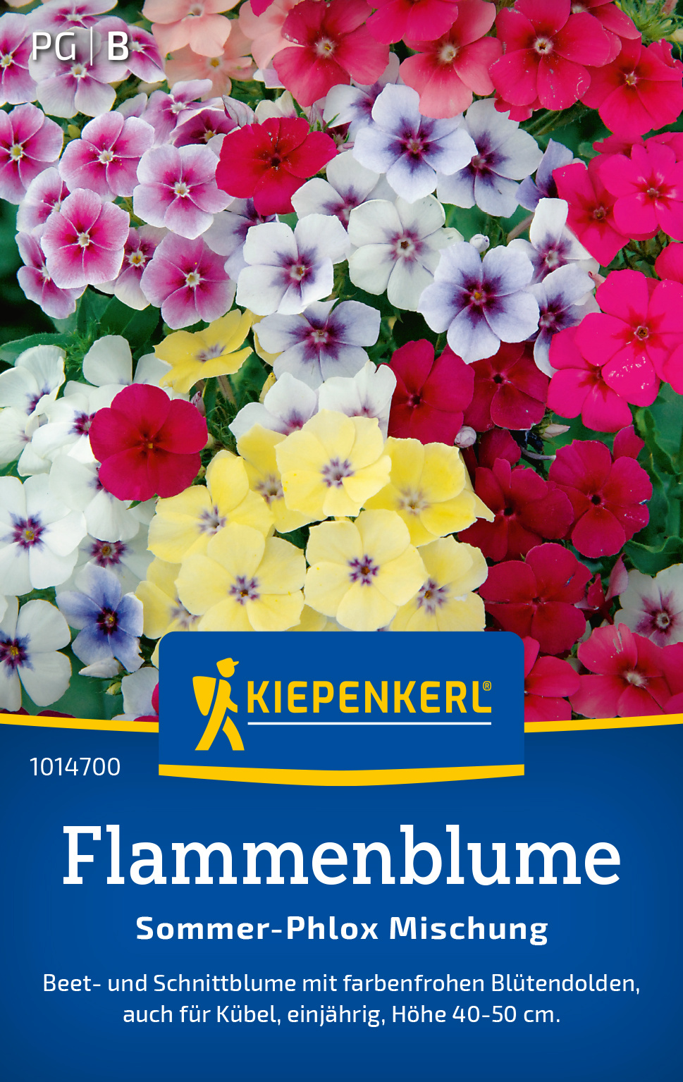 Flammenblume Sommer-Phlox Mischung