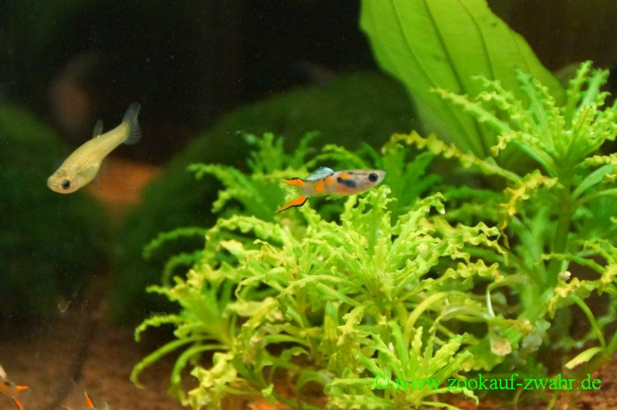 Endlers Guppy /  MännchenPoecilia reticulata