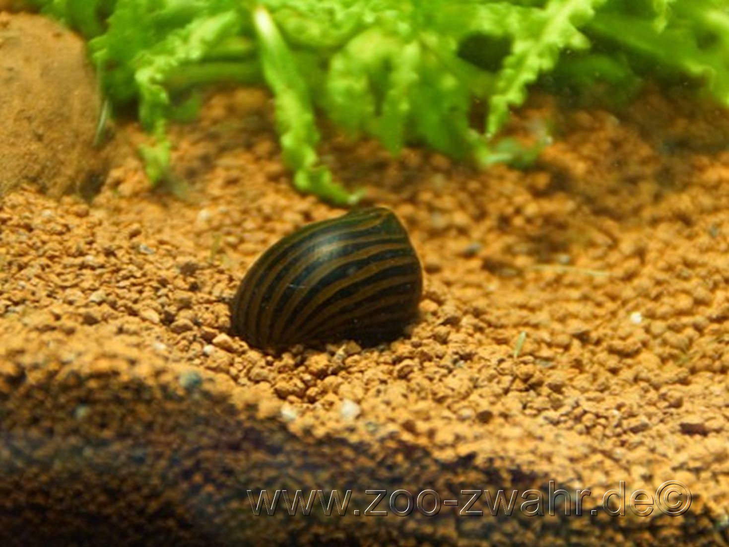 Algenfressende Zebrarennschnecke / Neritina sp. zebra / Super Algenfresser