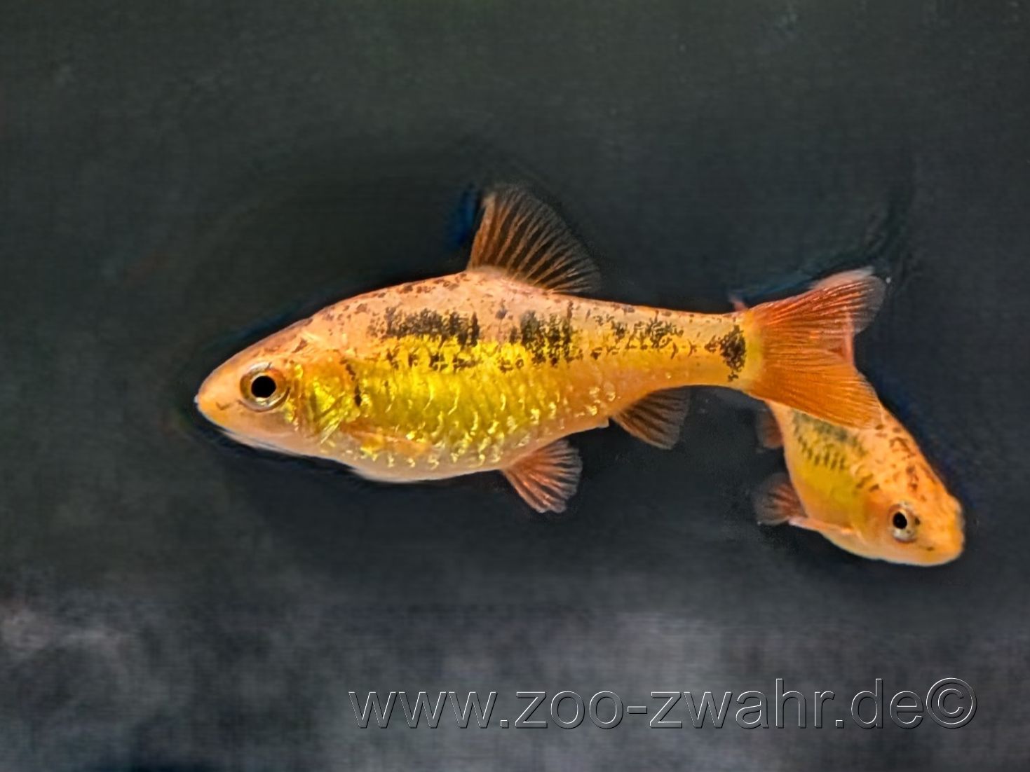 Brokatbarbe / Barbus schuberti