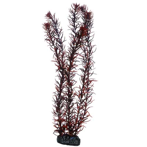 Eusteralis, 39 cm, SB