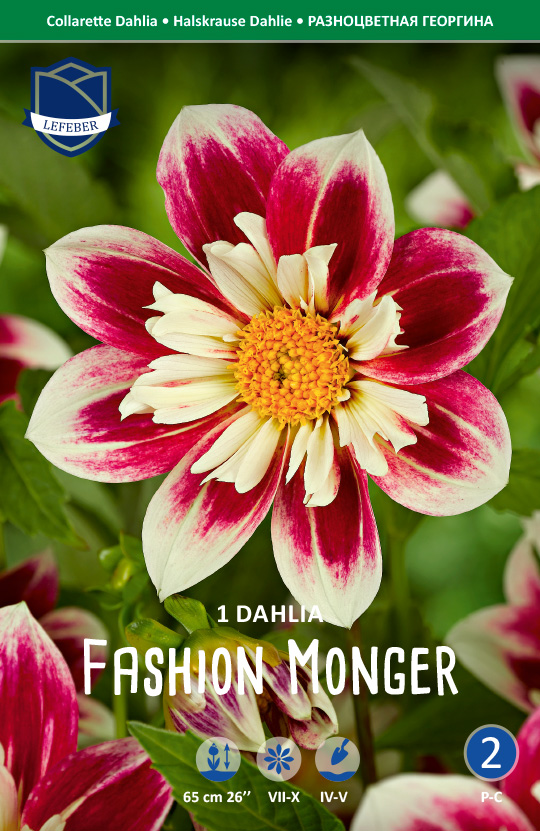 Dahlie Fashion Monger (Inhalt 1 Stück)