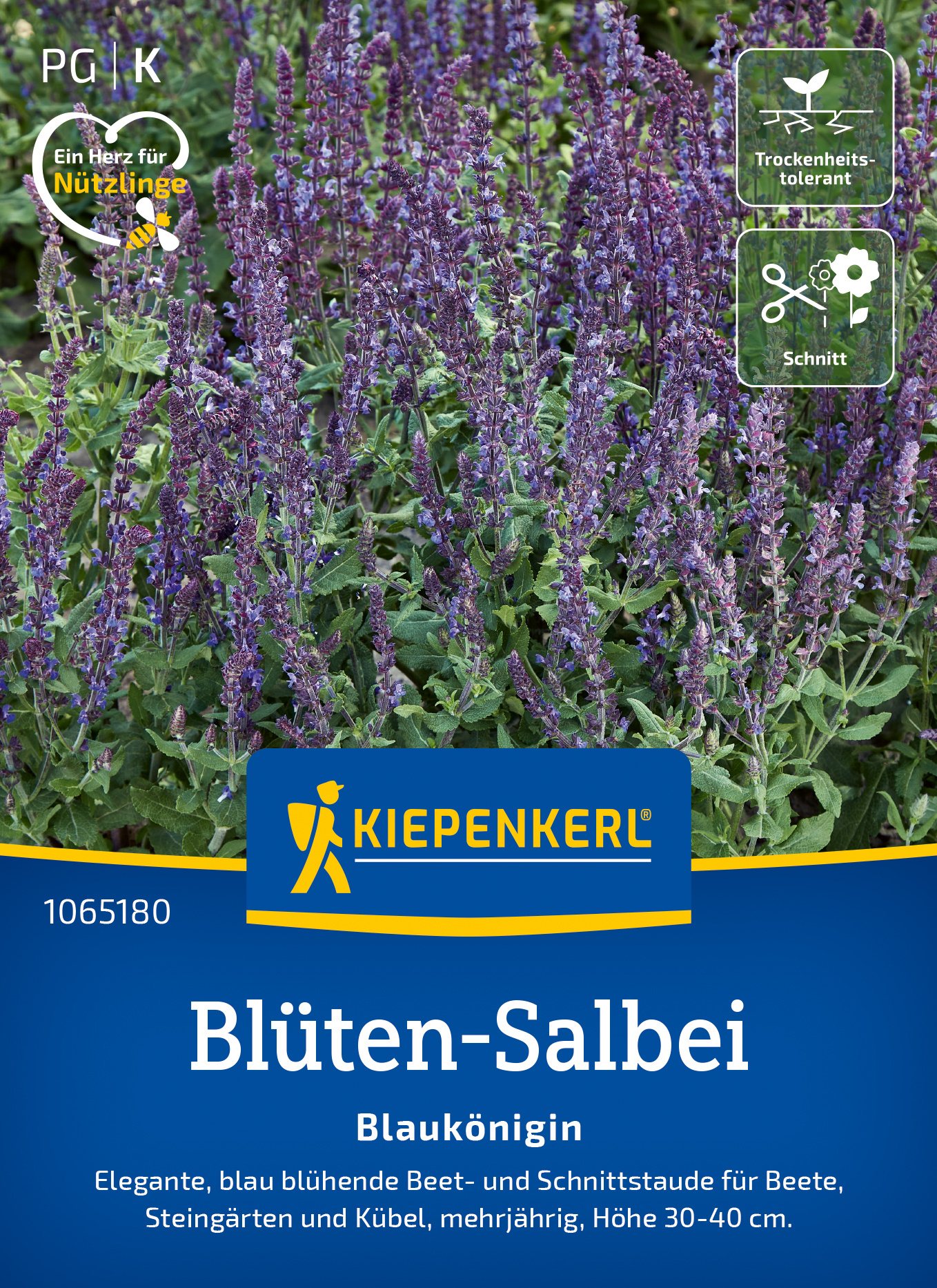 Blüten-Salbei Blaukönigin