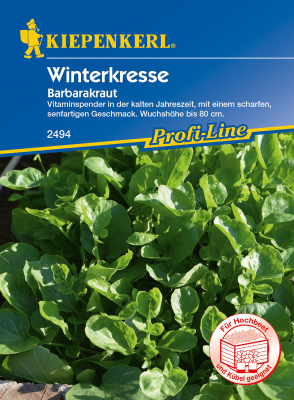 Winterkresse / Barbarea verna