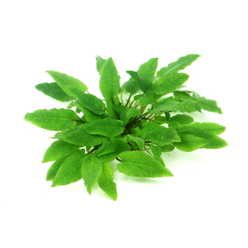 Cryptocoryne wendtii 'Broad Leaf'  In-Vitro