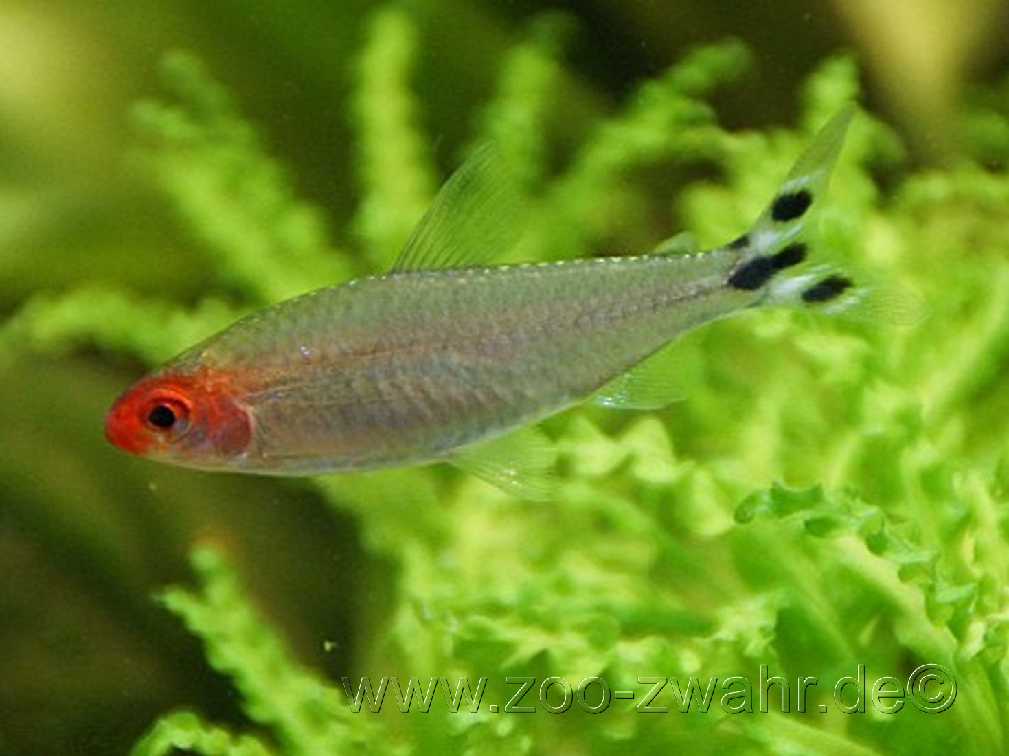 Rotkopfsalmler / Hemigramus bleheri