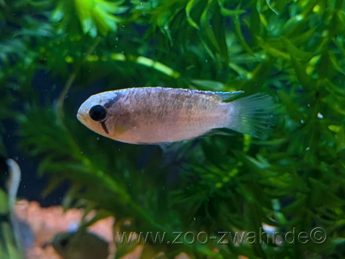 Adoketa-Zwergbuntbarsch / Nannacara Andoketa