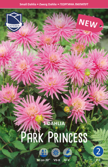 Dahlie Park Princess (Inhalt 1 Stück)