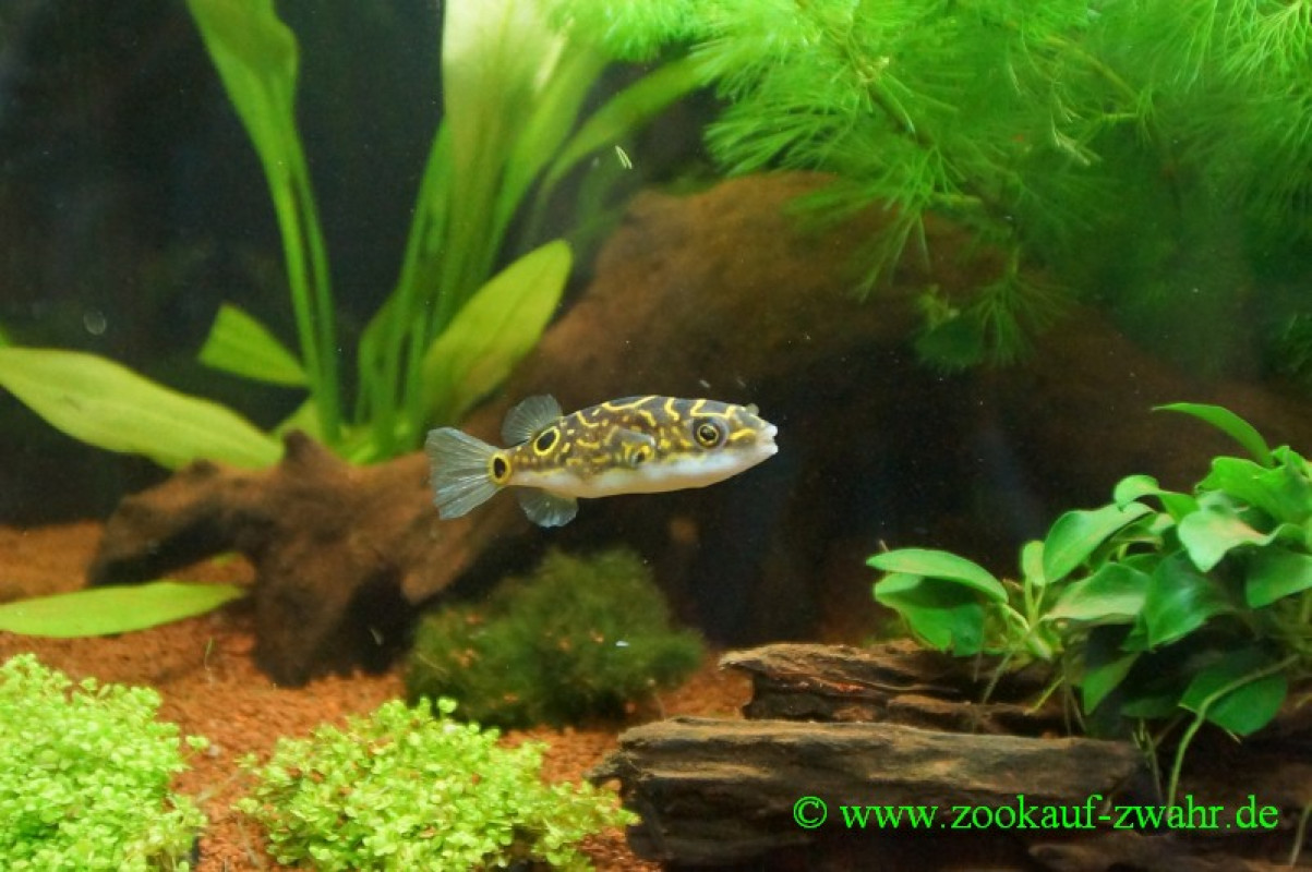 Figur - 8 Kugelfisch (Palembang) / Tetraodon biocellatus