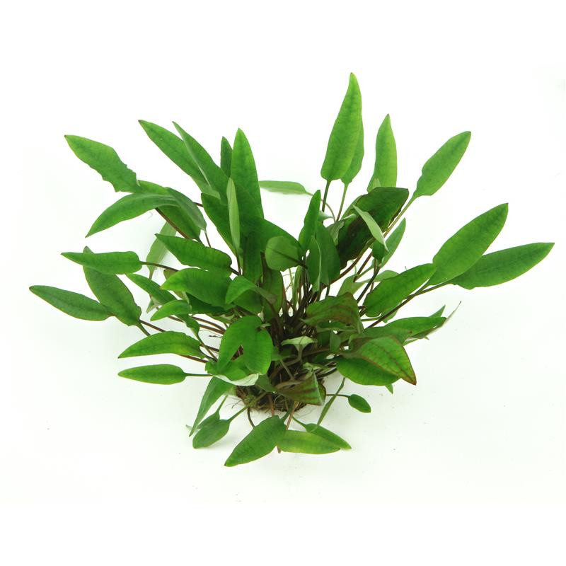 Cryptocoryne affinis