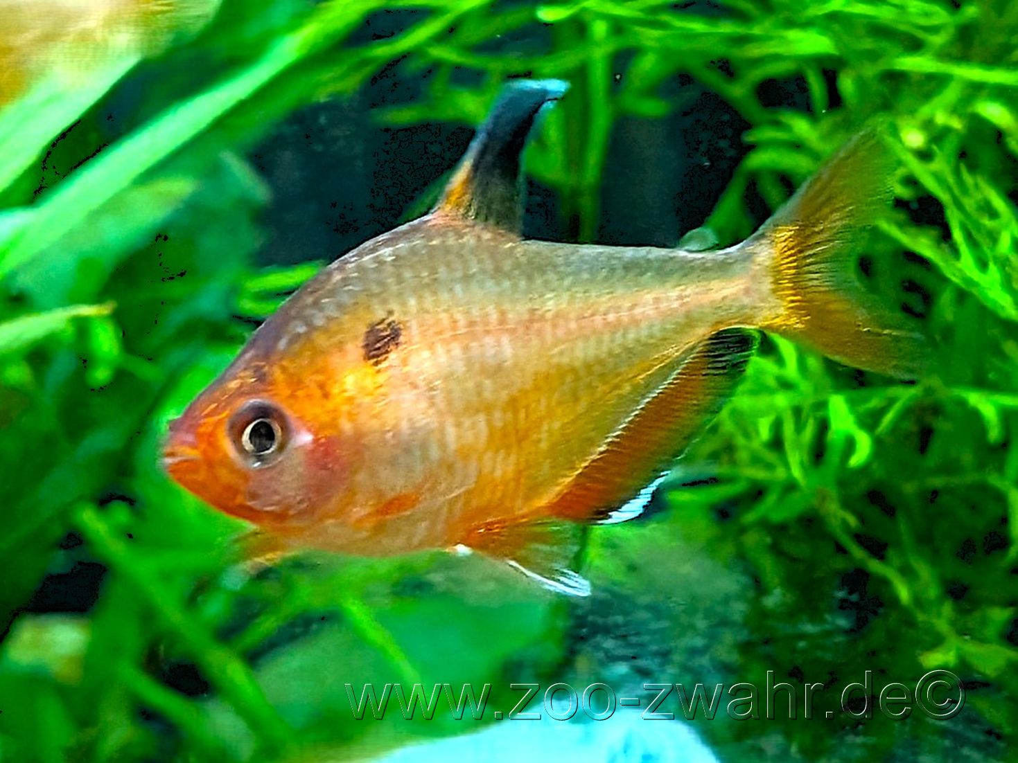 Blutsalmler / Hyphessobrycon callistus