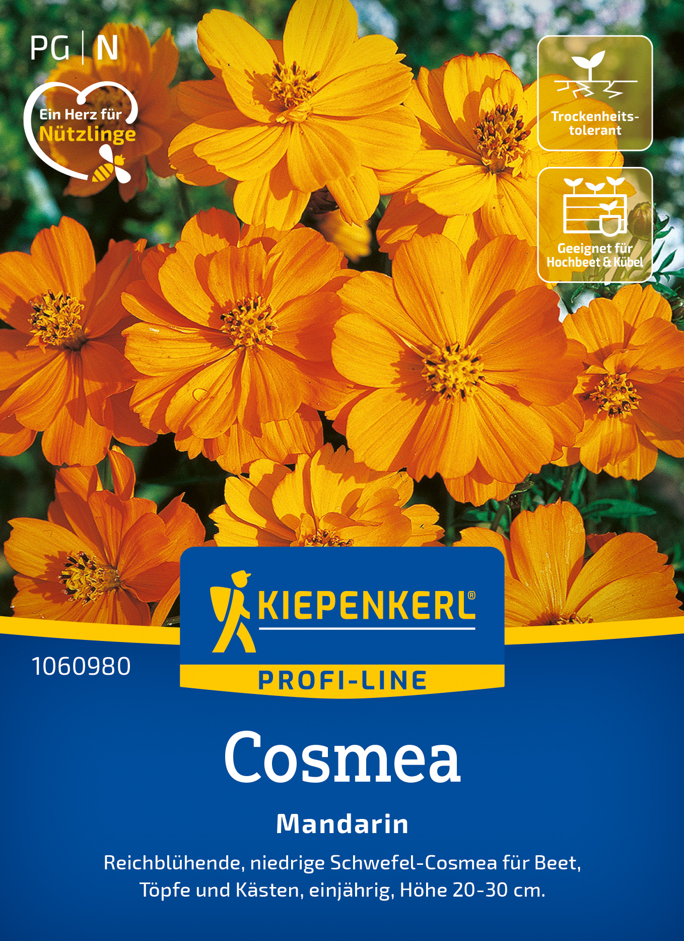 Cosmos Mandarin