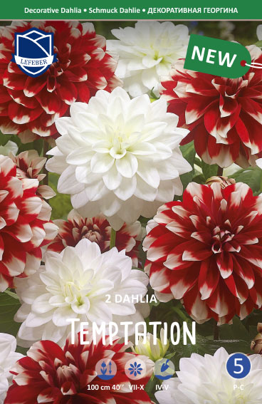 Dahlie TEMPTATION (Inhalt 2 Stück)