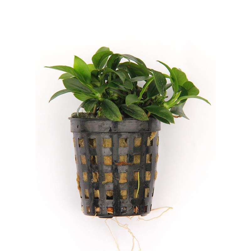 Anubias nana 'Bonsai'