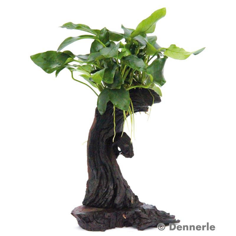 Anubias bart. var. nana auf Mbuna S