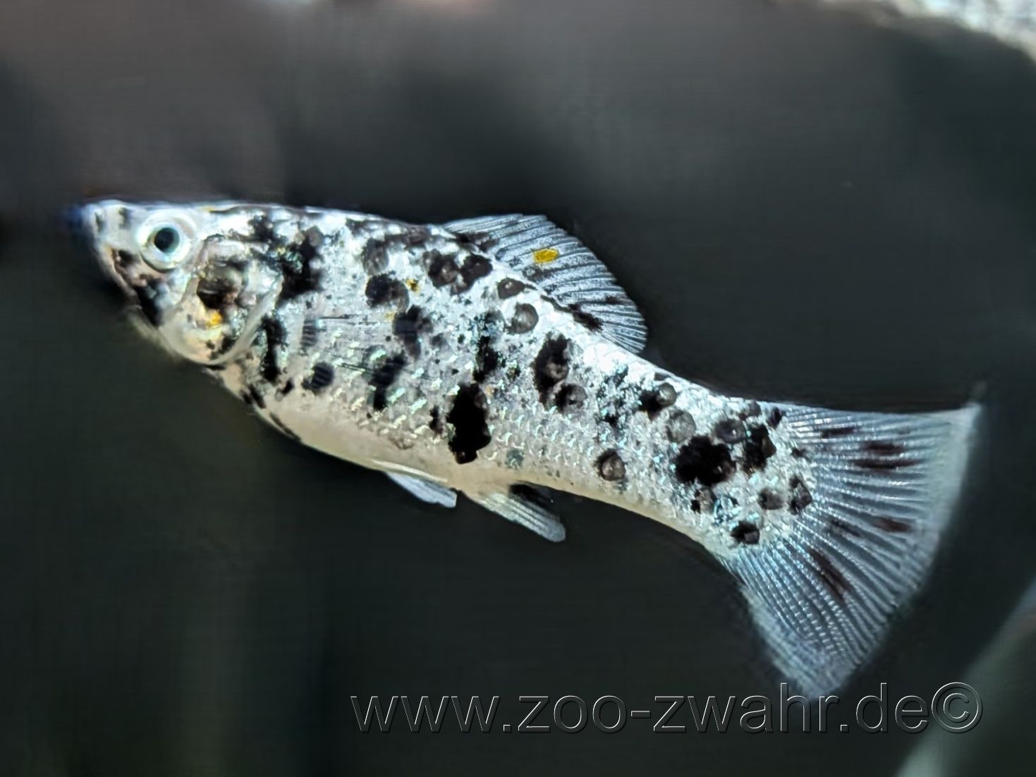 Dalmatiner-Molly / Poecilia latipinna