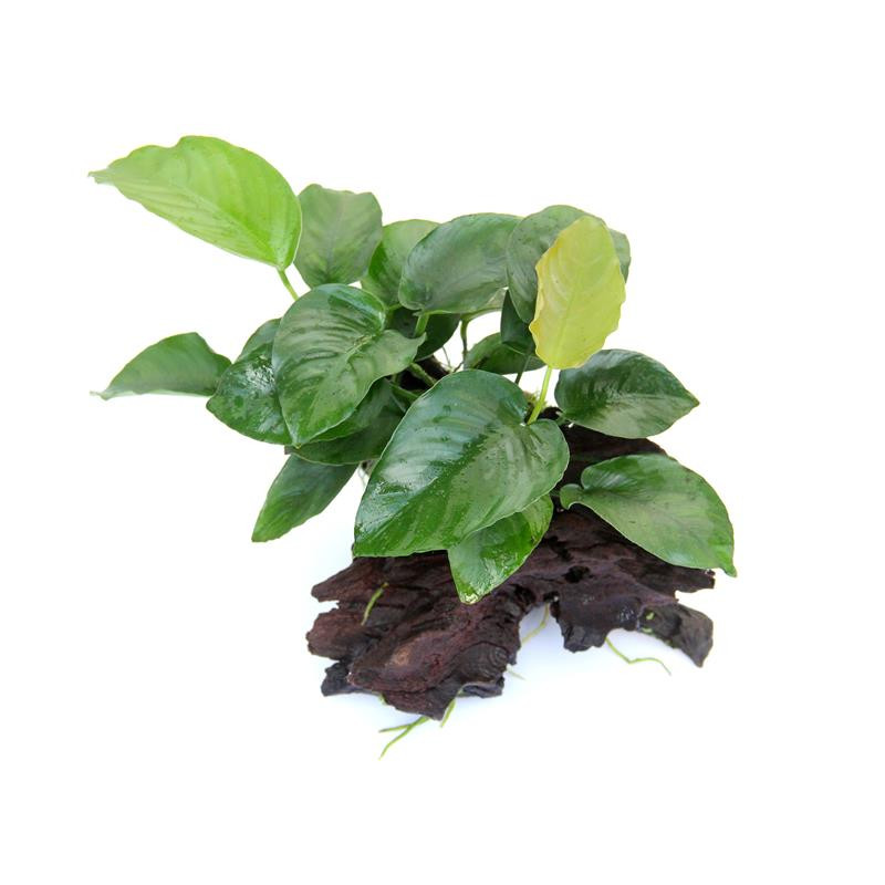 Anubias barteri auf Wurzel